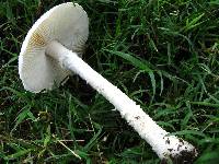 Amanita thiersii image