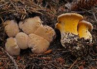 Cantharellus roseocanus image