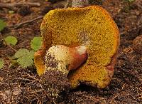 Boletus smithii image