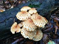 Pholiota squarrosoides image