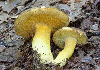 Boletus auripes image