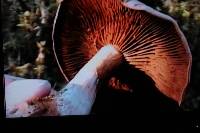 Cortinarius brunneotinctus image