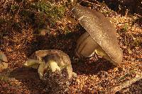 Boletus coniferarum image