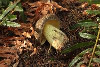 Boletus coniferarum image