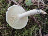 Hygrophorus eburneus image
