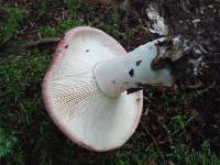 Hygrophorus russula image