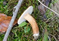 Gyroporus castaneus image