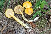 Boletus curtisii image