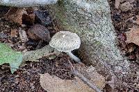 Leucoagaricus cinerascens image