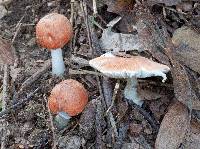 Leucoagaricus rubrotinctus image