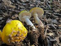 Amanita flavorubens image