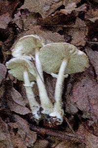 Leucoagaricus cinerascens image