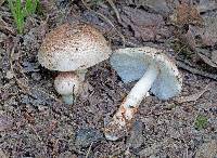 Lepiota roseifolia image