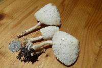 Coprinopsis nivea image