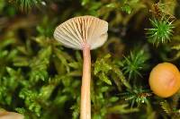 Hygrocybe laeta var. laeta image