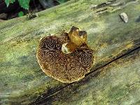 Hemipholiota populnea image