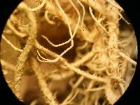 Usnea hirta image