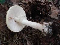 Amanita citrina f. lavendula image