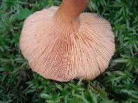 Lactarius helvus image