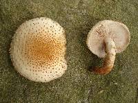 Pholiota squarrosoides image