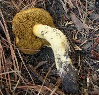 Suillus tomentosus image