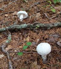 Amanita polypyramis image