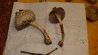 Agaricus silvicola image