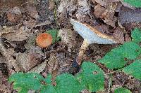 Polyporus radicatus image