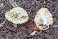 Russula fragrantissima image