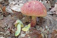 Boletus sensibilis image