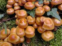 Kuehneromyces mutabilis image