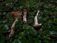 Hygrophorus olivaceoalbus image