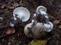 Hygrophorus agathosmus image