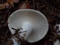 Hygrophorus agathosmus image