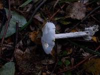 Amanita vaginata var. alba image