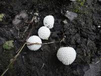 Lycoperdon curtisii image