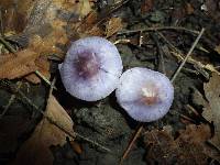 Inocybe lilacina image