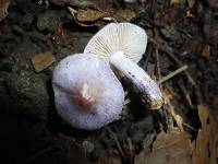 Inocybe lilacina image