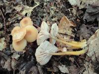 Hygrocybe laeta var. laeta image