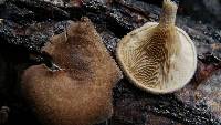 Lentinus strigosus image