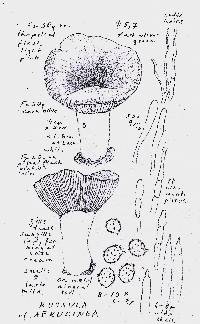 Russula aeruginea image