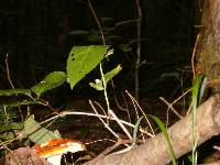 Russula aurea image