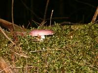 Russula fragilis image