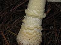 Amanita persicina image