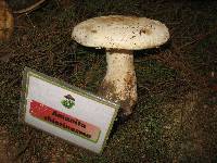 Amanita chlorinosma image