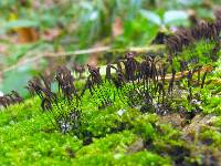 Stemonitis splendens image