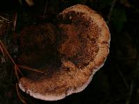 Fomitopsis cajanderi image