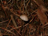 Mycena subcaerulea image