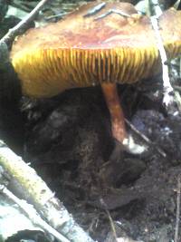 Phylloporus bellus var. cyanescens image