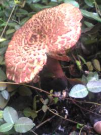 Boletellus emodensis image